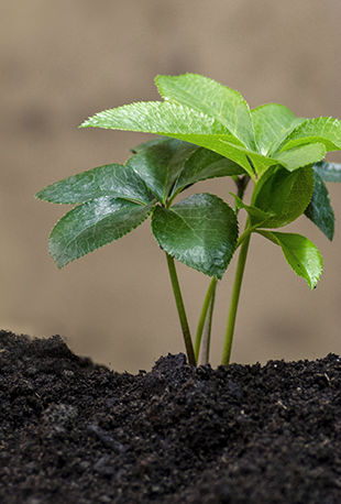 produits alternatifs agricoles à Chaingy (45)